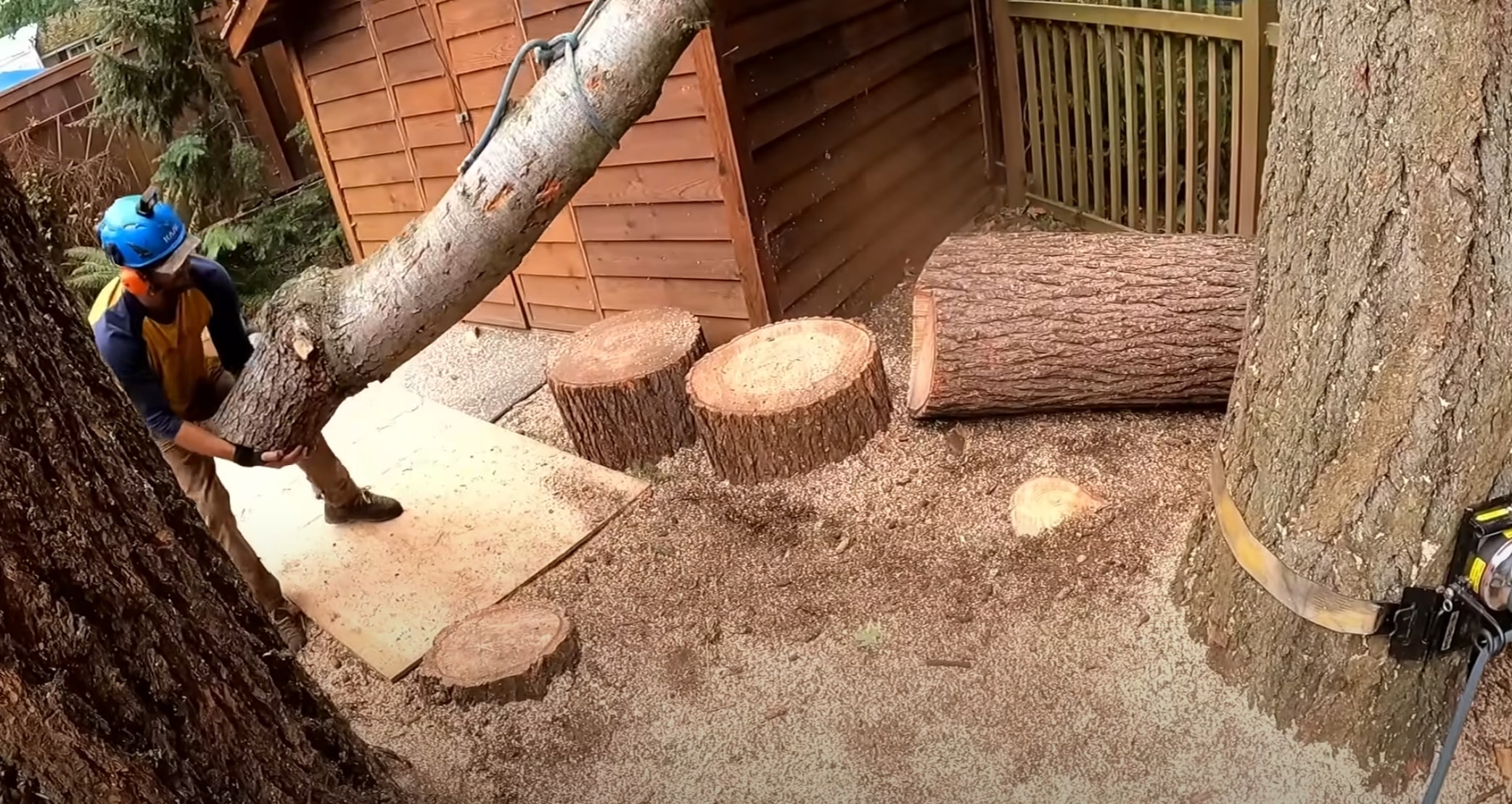 Proper tree maintenance saving money long-term in Woonsocket, RI