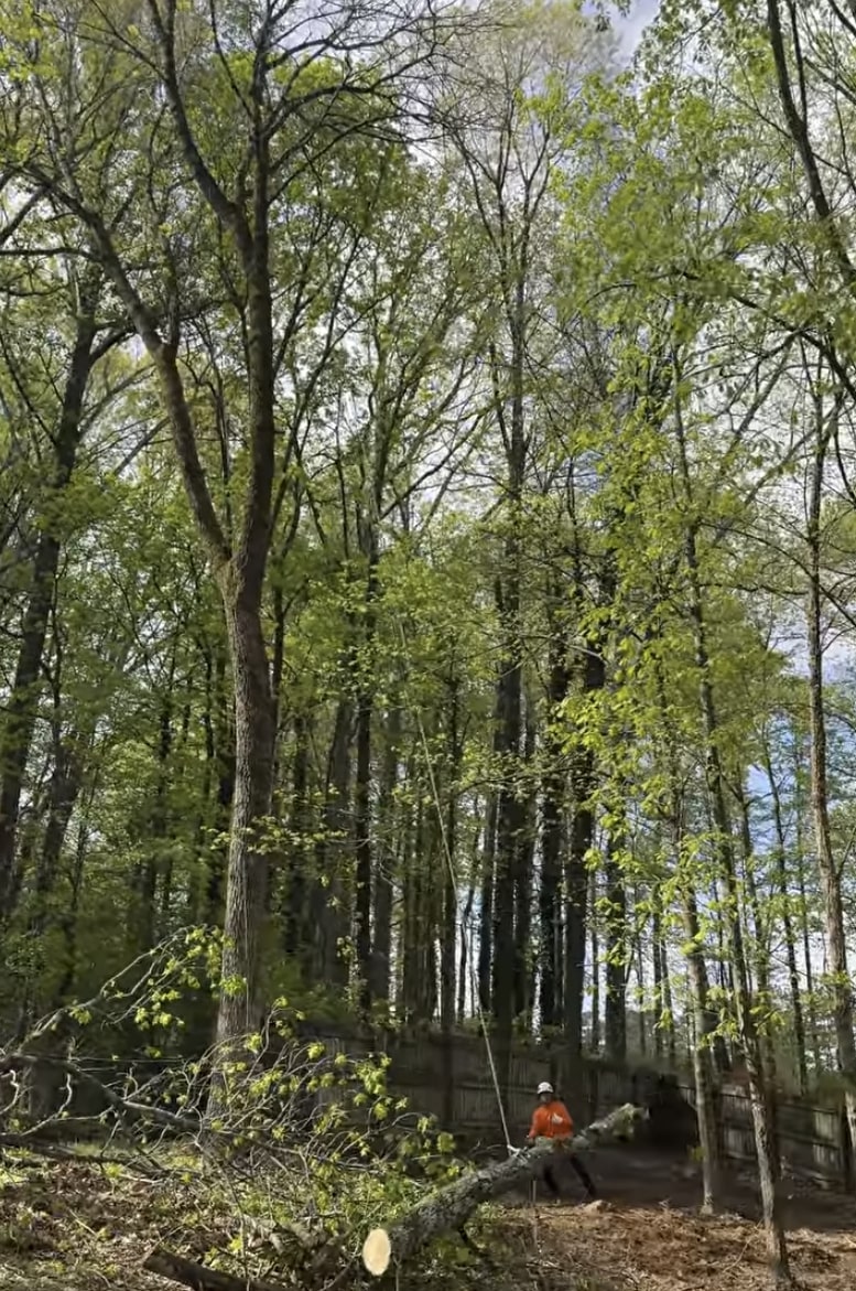 Professional tree care in natural woodland settings Tree service professionals working safely in forested area