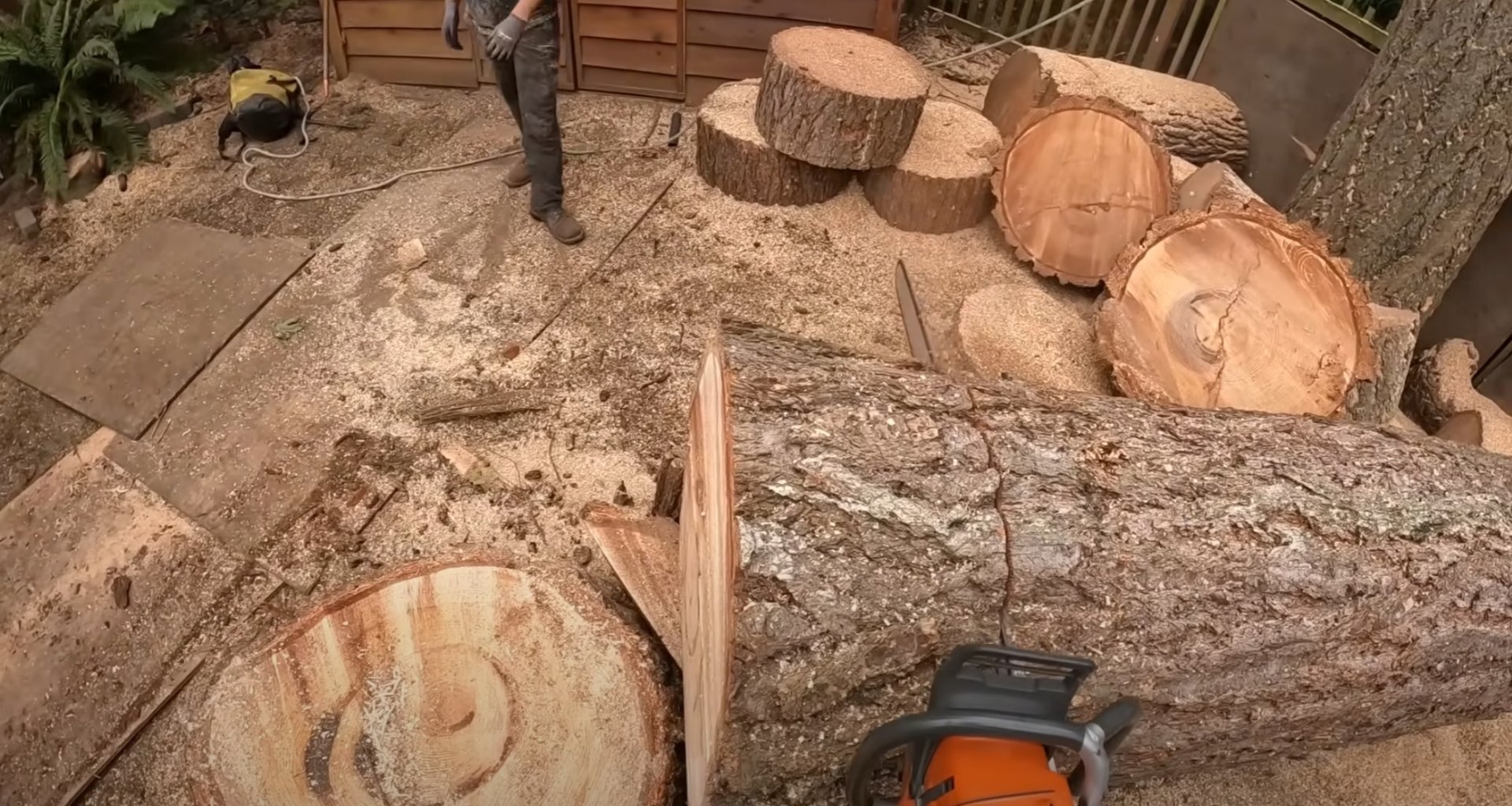 Professional Tree Sectioning Cut tree logs and sections showing professional tree removal work