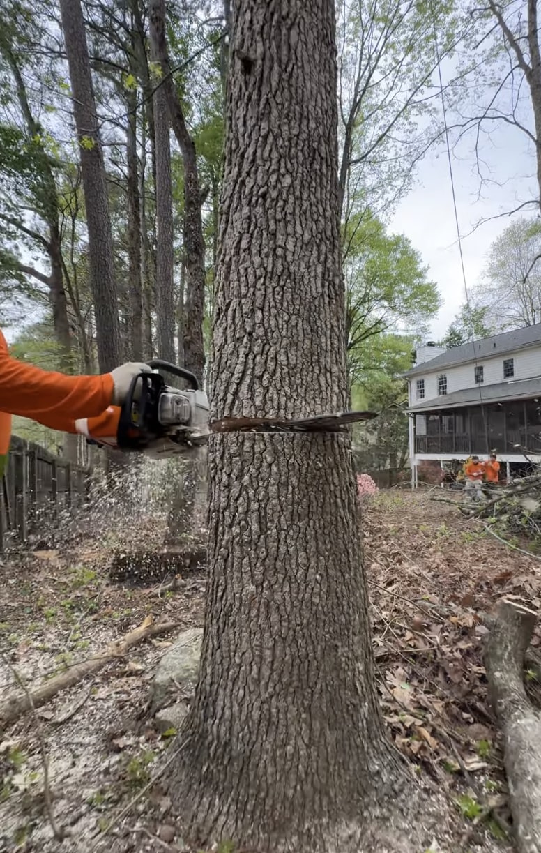 Expert tree cutting and removal techniques Professional chainsaw work on large tree trunk
