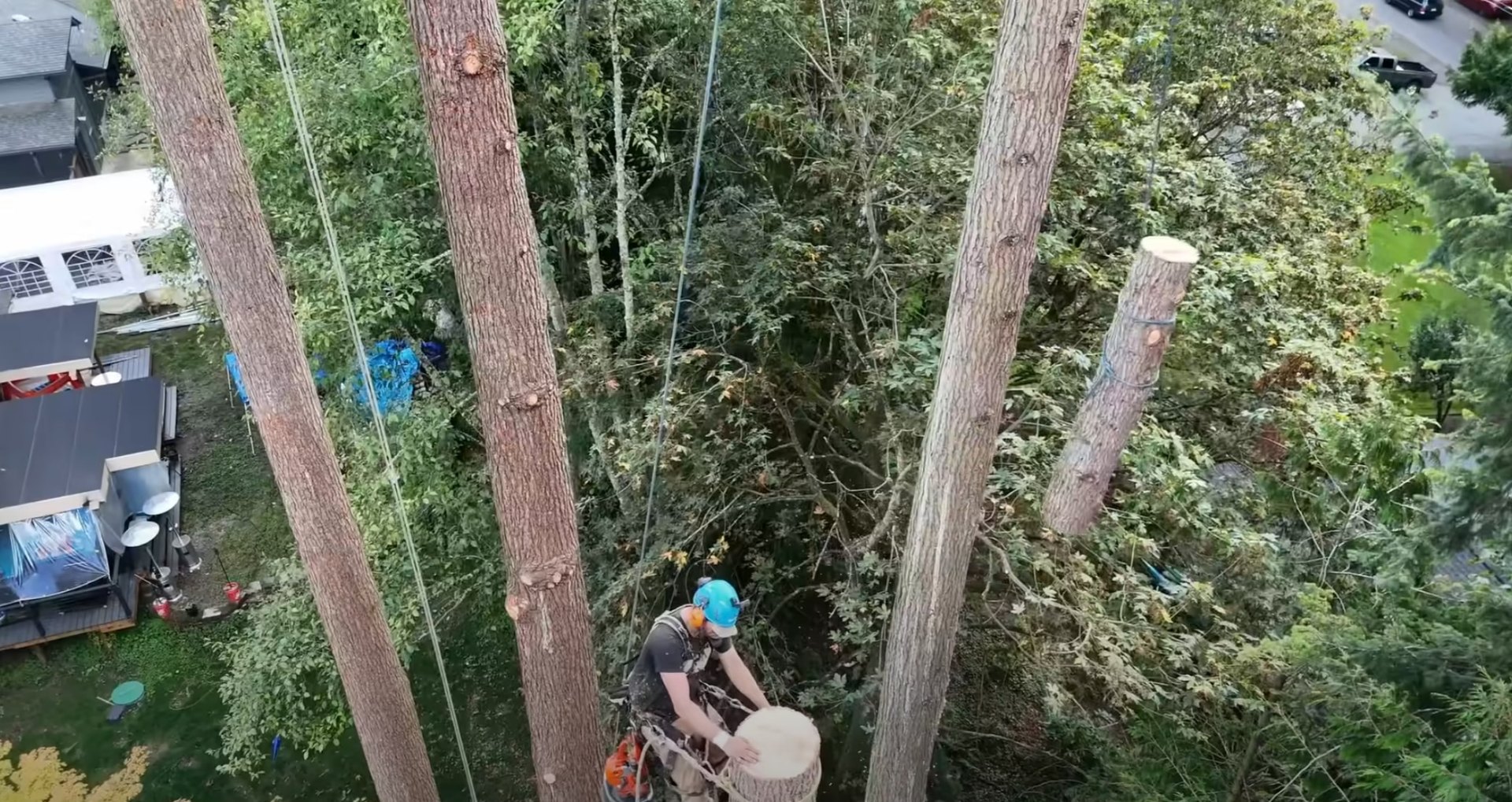 Expert Tree Climbing Services Aerial view of tree service professional performing tree removal