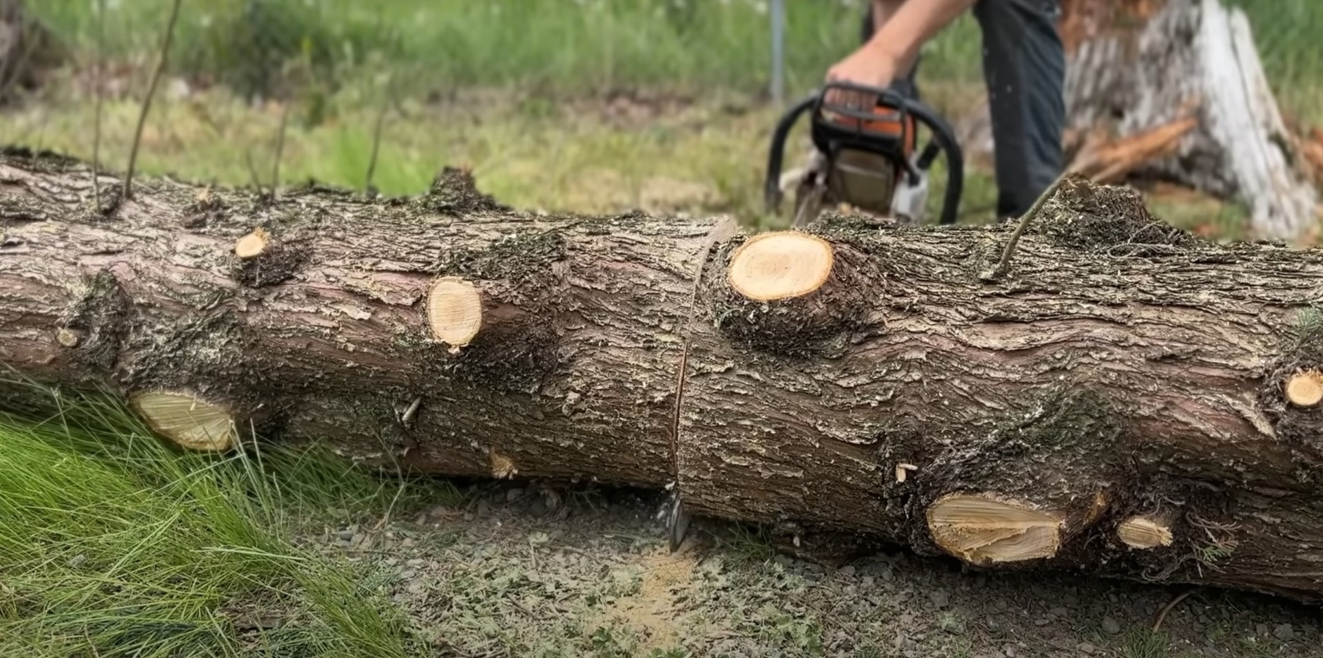 Quality tree cutting and lumber processing Fresh cut tree logs showing professional cutting technique
