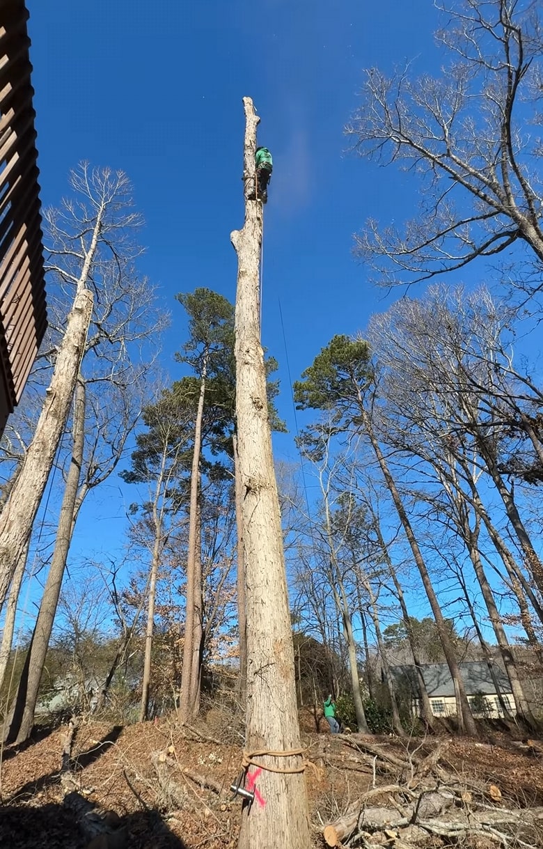 Expert tree removal services with advanced climbing techniques Professional tree climber performing tree removal